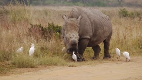 Wide-cinematic-shot-of-a-rhino-with-no-horn-eating-grass-in-the-company-of-white-ergets,-Wide-shot