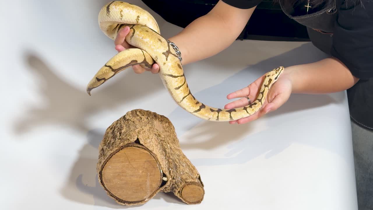 Una persona tiene in mano un pitone reale decorato su una superficie bianca con un ceppo di legno