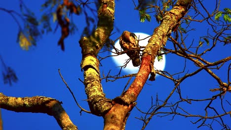 una paloma está encaramada en un árbol a la luz del sol dorada de la tarde con la luna alta en el cielo de la tarde en el fondo