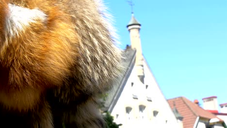 the brown fur of a viking in estonia gh4 4k uhd