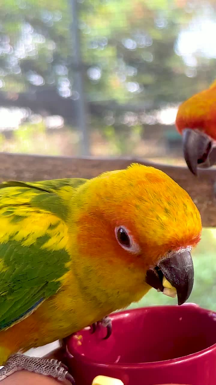 다채로운 무새 들 이 먹이 기지 에서 상호 작용 하고 있다