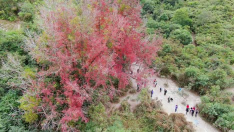 Stunning-Single-Red-tree-Foliage-surrounded-by-lush-green-nature,-Aerial-view