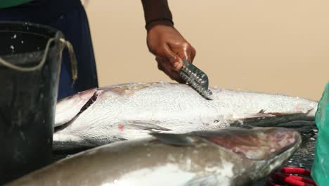 fisherman cleaning freshly caught fish on the pier at santa maria, sal island, salina, cape verde, africa. close-up shot