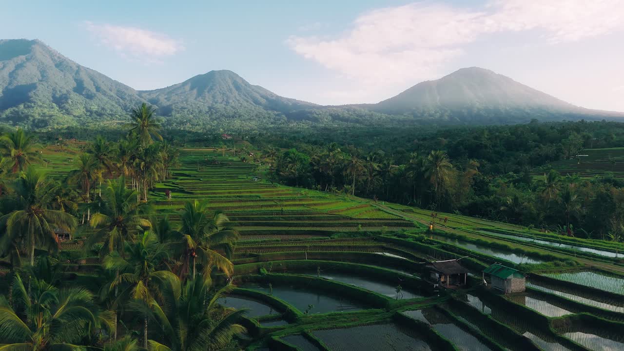 Ripresa aerea con drone delle risaie a terrazza di Jatiluwih, Bali, campi tropicali e vulcano sullo sfondo