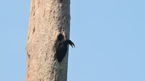 wreathed hornbill, rhyticeros undulatus, female, khao yai national park, thailand