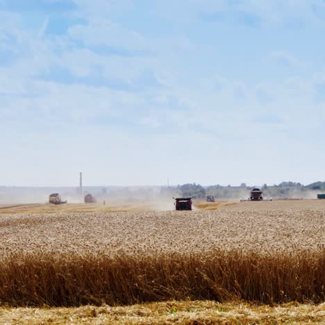 grain harvesting combines working in a sunny day. yellow field with grain on the front. agricultural technic working in field. video from the side.