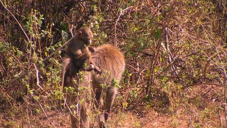 A-mother-carries-her-baby-while-digging-for-food-as-she-goes