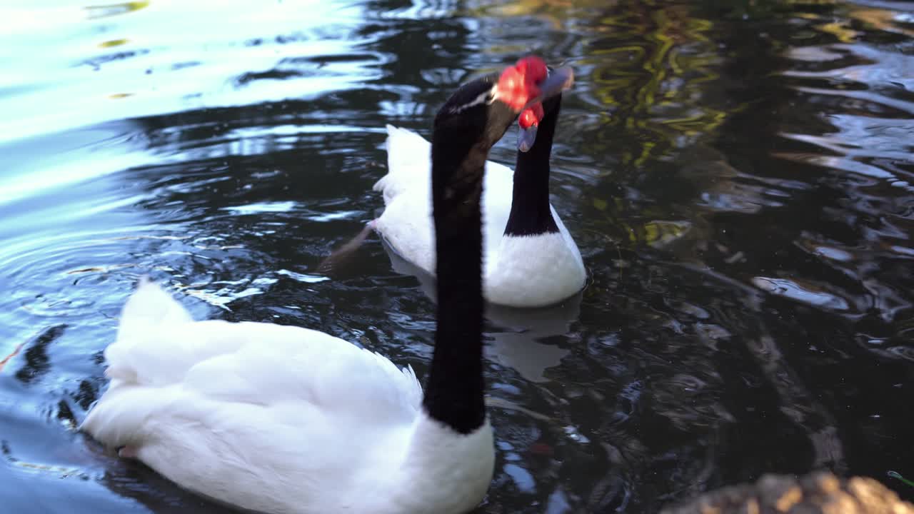 un par de cisnes de cuello negro en un estanque nadando y llamando