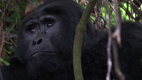 gorila de montaña de espalda plateada en el impenetrable bosque de bwindi en el suroeste de uganda
