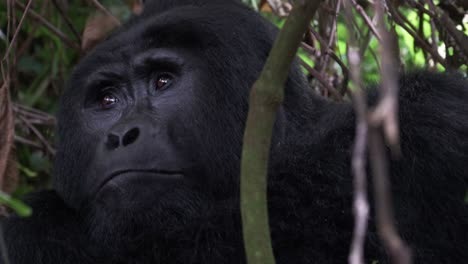 mountain gorilla silverback at the bwindi impenetrable forest in southwestern uganda