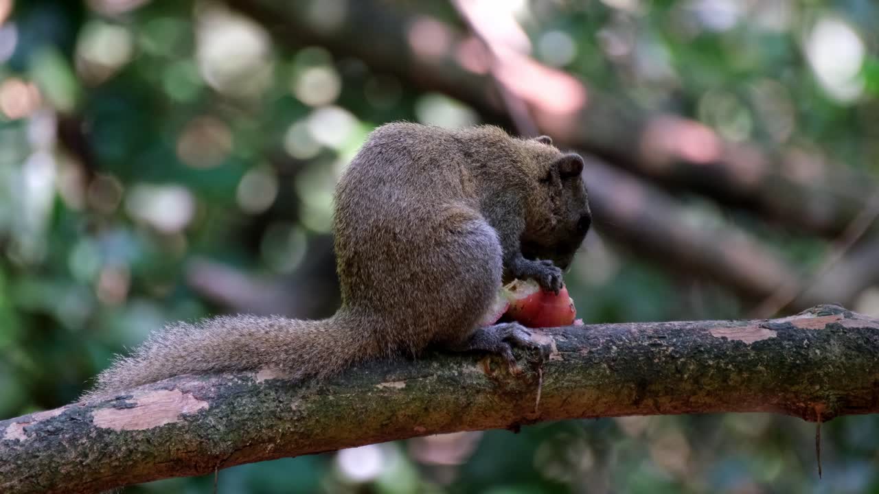comiendo seriamente la fruta mientras mira hacia la derecha mientras la cámara se aleja, ardilla de vientre gris callosciurus caniceps, parque nacional kaeng krachan, tailandia