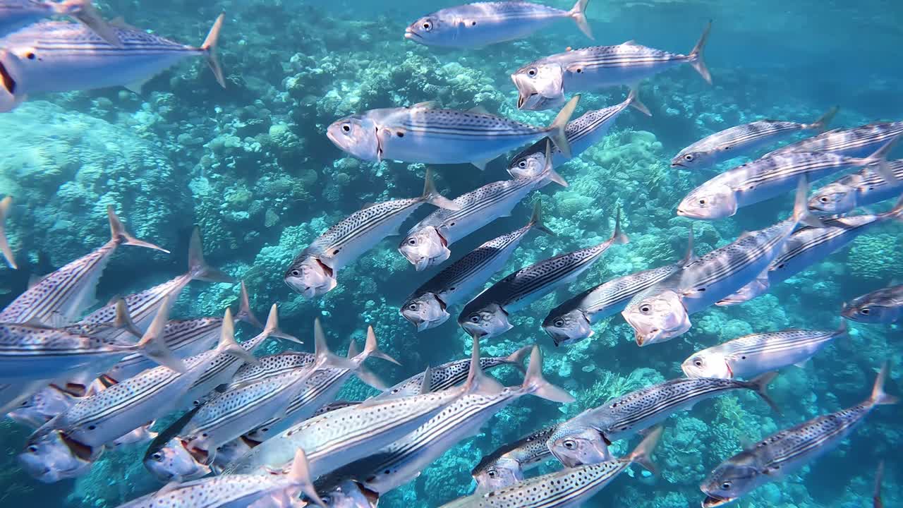 Swimming school of fish close to the coral reef, shot was taken at Egypt Marsa Alam