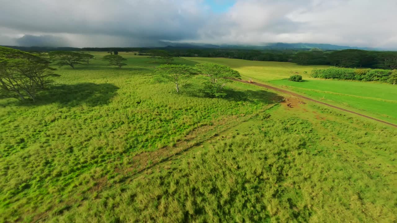 Lush green meadows and fields with natural beauty on a sunny morning
