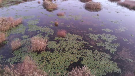 aerial flight over plants immersed in pond waters, floodplain