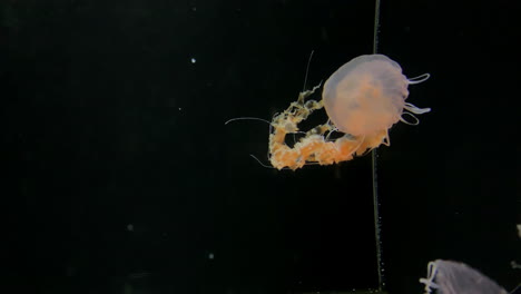 medusas - chrysaora achlyos - en el acuario de kamon, japón