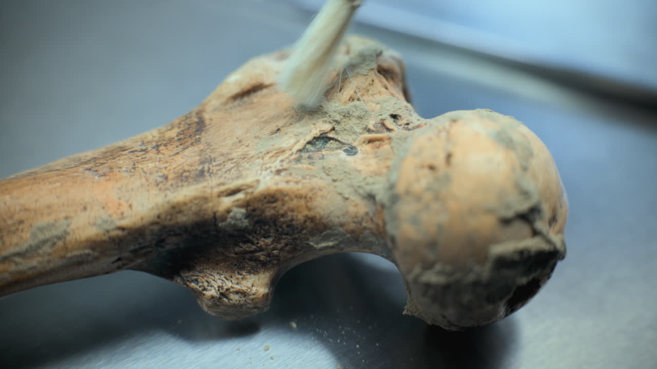 limpieza de un hueso fósil en un entorno de laboratorio