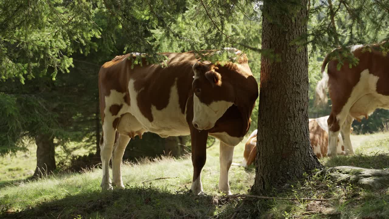 una mucca sotto un albero sbava dalla sua bocca perché sta mangiando