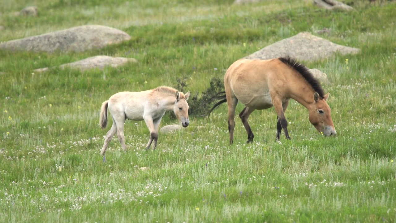 Przewalski's Horses Grazing in a Lush Green Meadow
