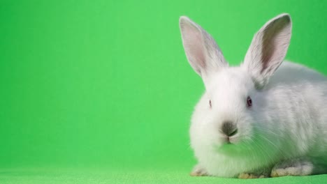 beautiful white rabbit sitting in bed