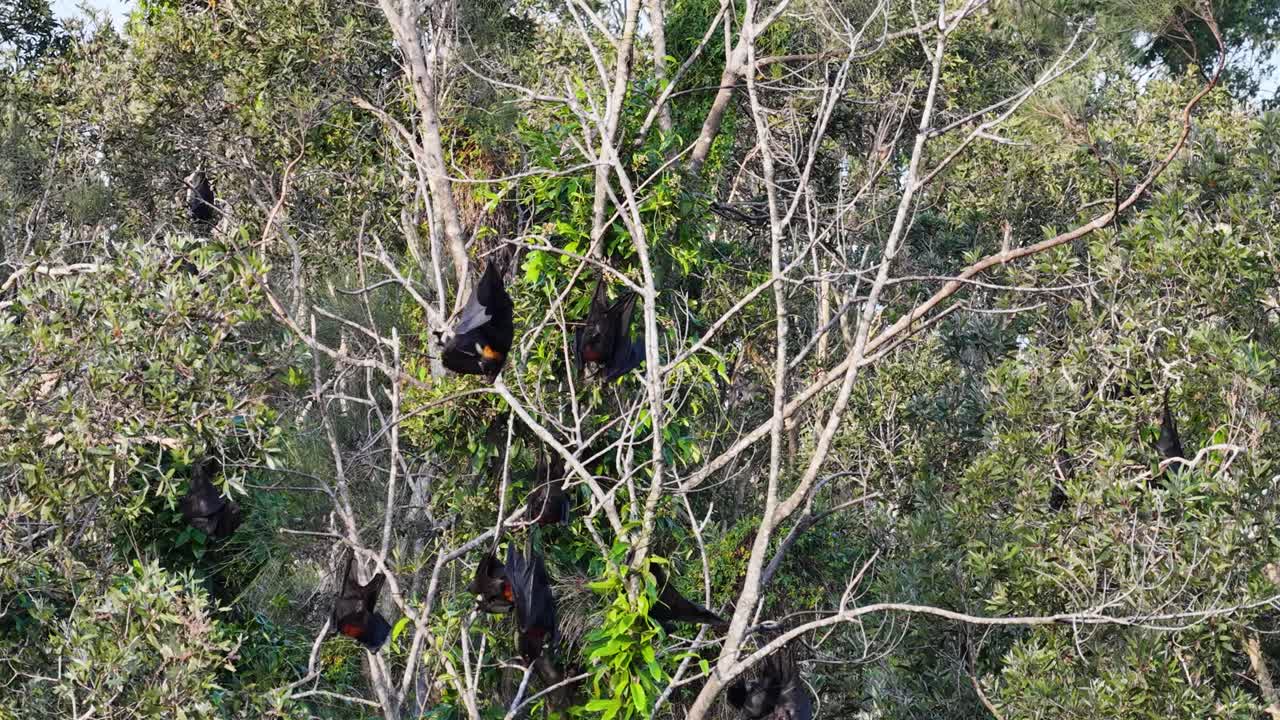 Flying foxes take flight from tree branches in a lush forest, captured in natural lighting with dynamic camera movement