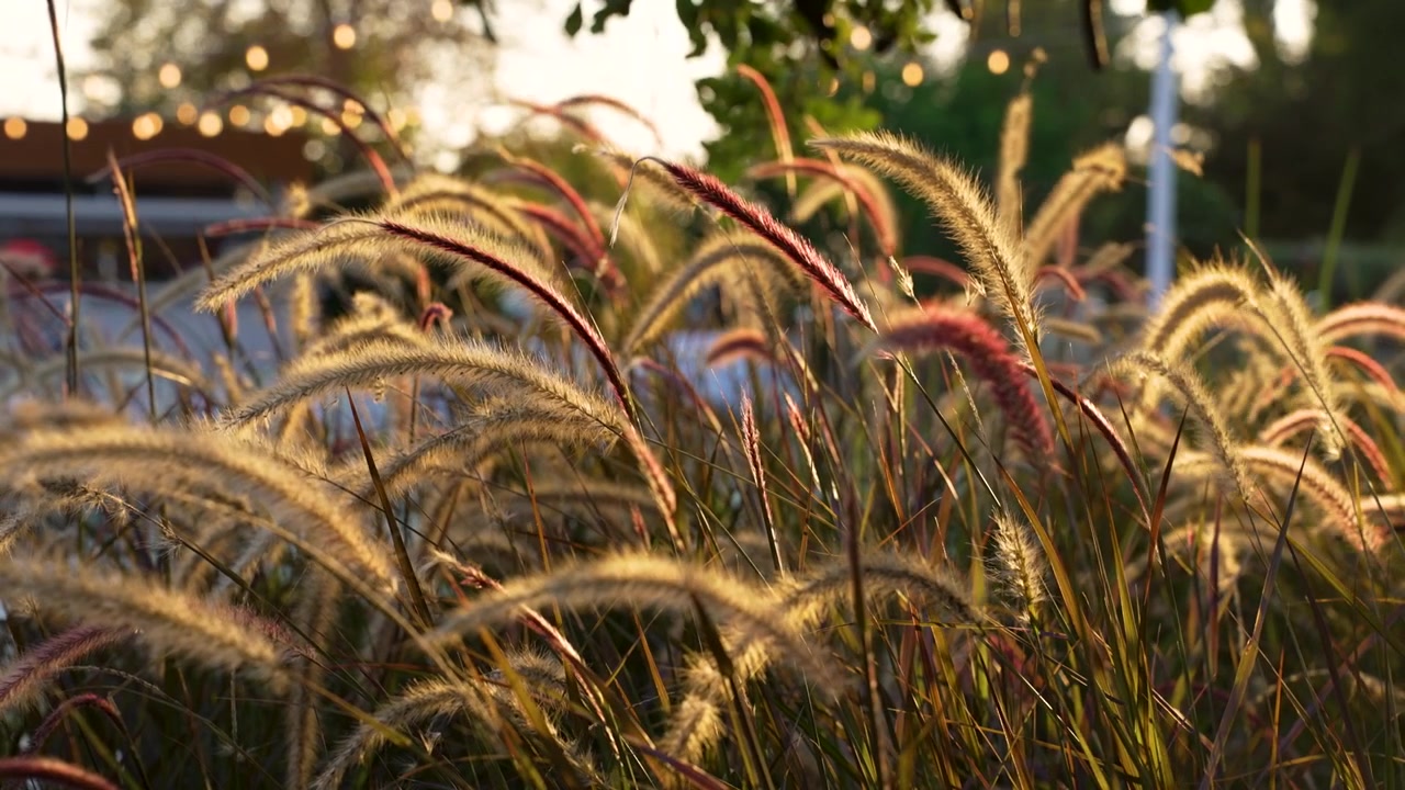 Tall grass moves softly in the afternoon light at a park. The sun sets in the background, creating a warm glow around the area with some lights visible.