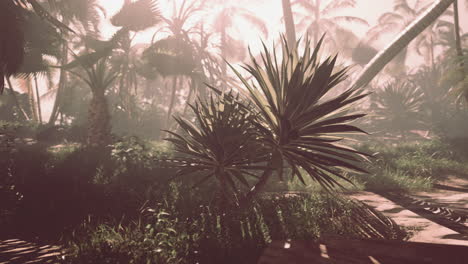 misty tropical forest scene