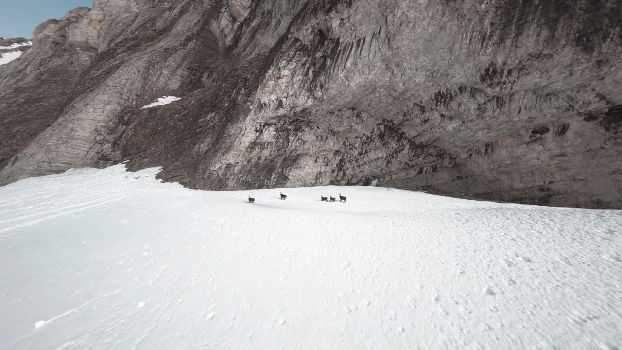 산기슭의 눈 위에 있는 5개의 샤모아의 공중 전망