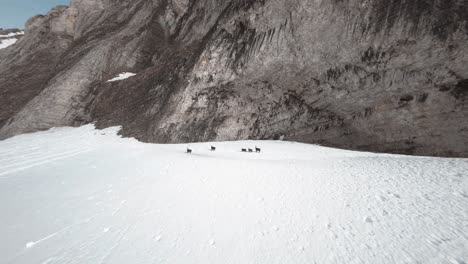 aerial view of five chamois on the snow at the foot of a mountain