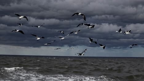 gulls flying over a stormy ocean