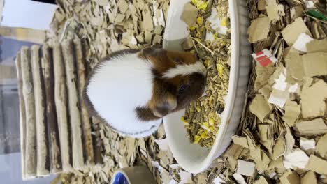 vertical of a guinea pig eating food pellets