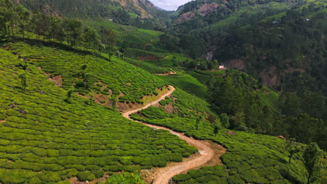 aerail tilt shot over hills of tea bushes in highlands of sunny munnar, india