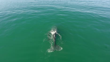 aerial shot of a gray whale with her calf in the ojo de liebre lagoon, biosphere reserve of el vizcaino, baja california sur