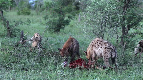 Hyenas-Feeding-on-a-Carcass-While-Wild-Dogs-Sniff-Around-for-Scraps