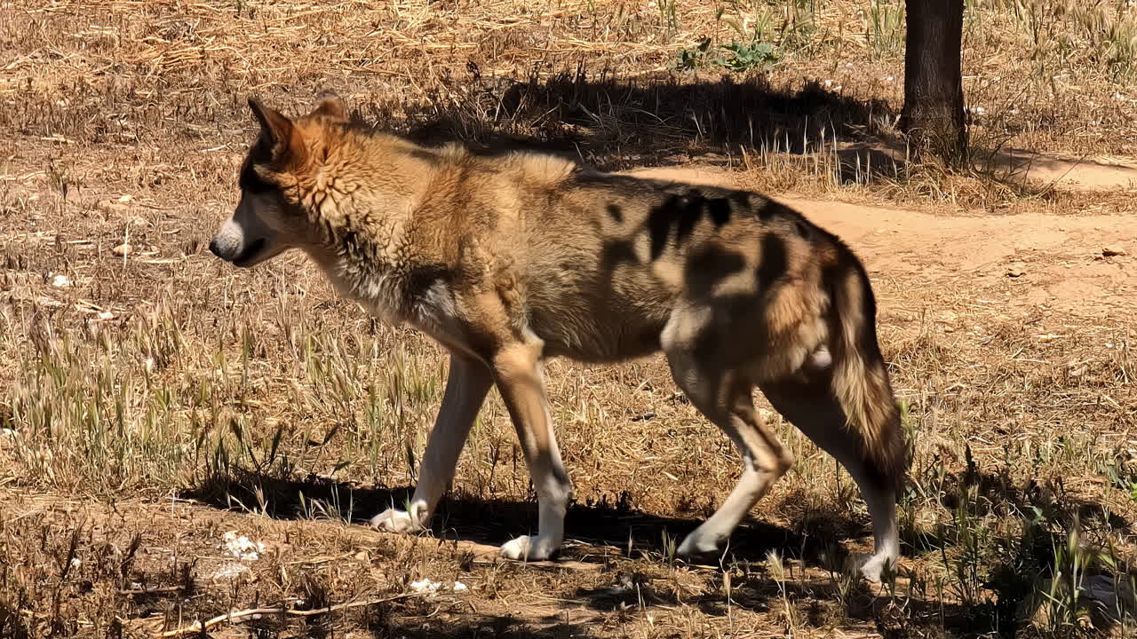 Portrait Of Mexican Wolf Running Away In Wilderness