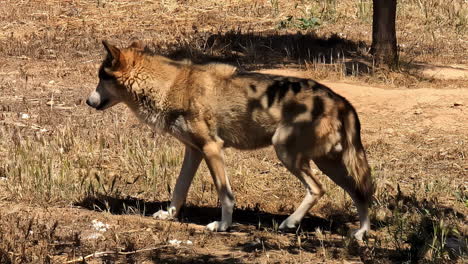 portrait of mexican wolf running away in wilderness