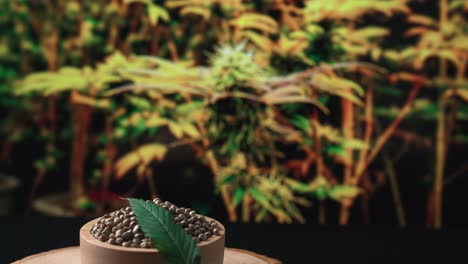 zoom out from bowl of hemp seed at legalized indoor cannabis hemp farm.