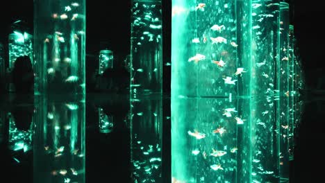 immersive goldfish aquarium installation