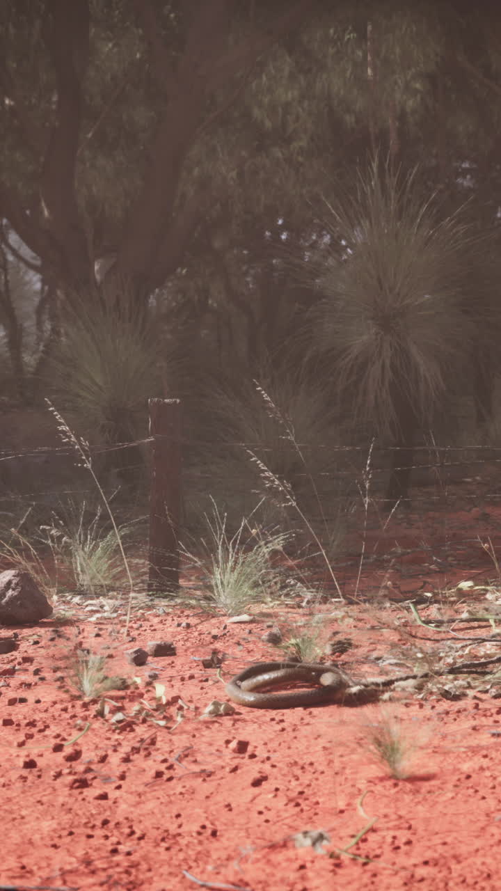 천상의 평온, 자연의 탄력, 오스트레일리아의 덤불