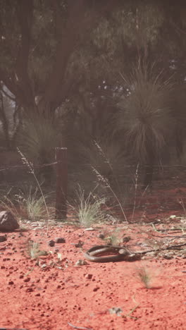 la serenidad etérea de la naturaleza la resiliencia en el bosque australiano