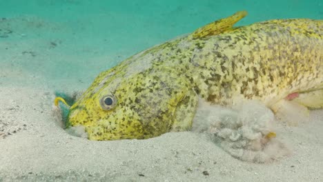 a large yellow estuary catfish digs through the sand using its mouth and gills as a filter while searching for food on the bottom of the ocean