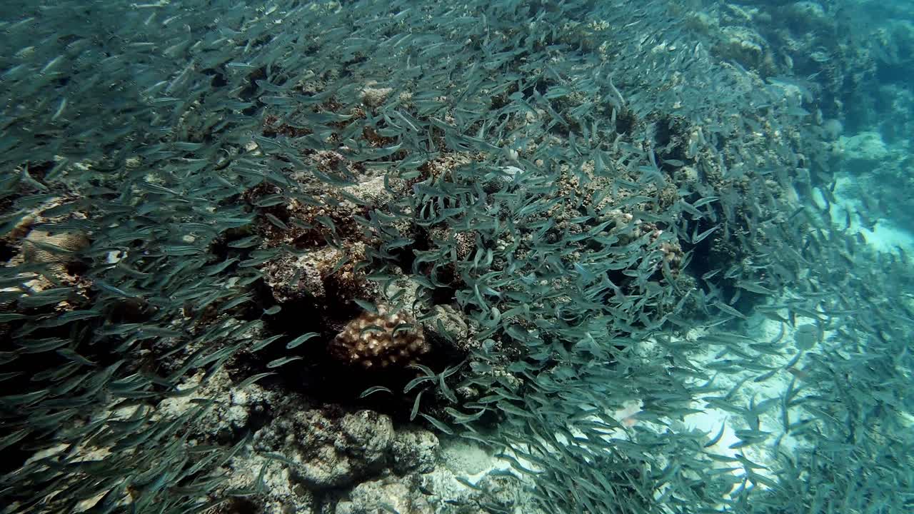 una gran escuela de sardinas flota sobre un arrecife de coral