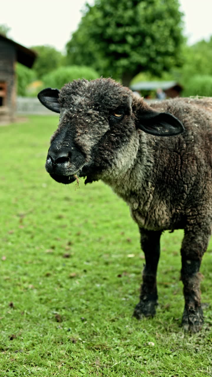 Curious black sheep exploring the green pasture on a sunny day in rural farmland