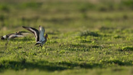black-tailed godwits in a grassy field