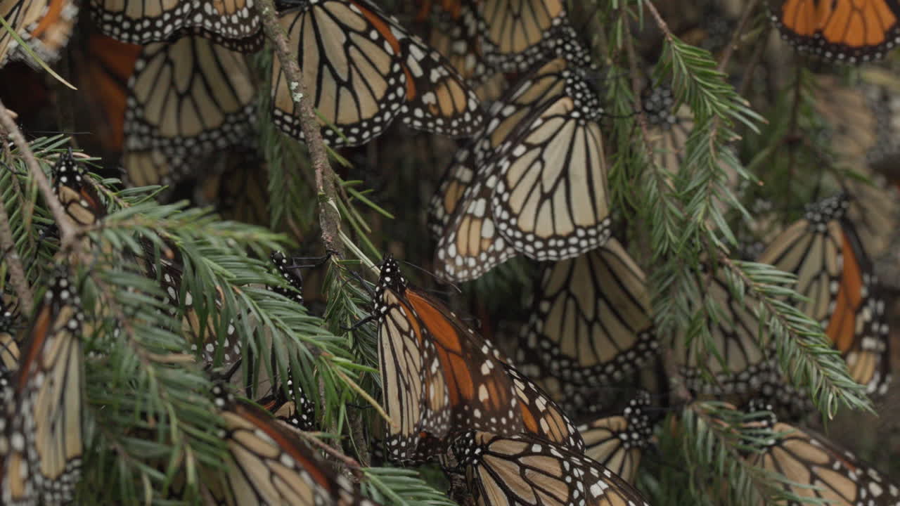 Monarch butterflies sleeping on a tree during the day in the Monarch Butterfly Sanctuary in Michoac&aacute;n in Mexico