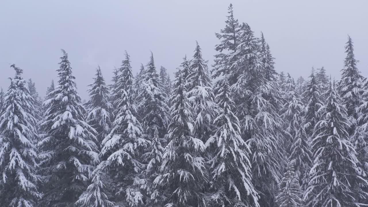 Snow Covered Forest in Winter