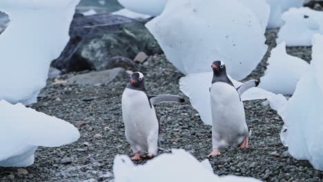 penguins running, slow motion funny cute animals with gentoo penguin chasing each other in a colony in antarctica, antarctic peninsula wildlife in icebergs on an antarctic beach