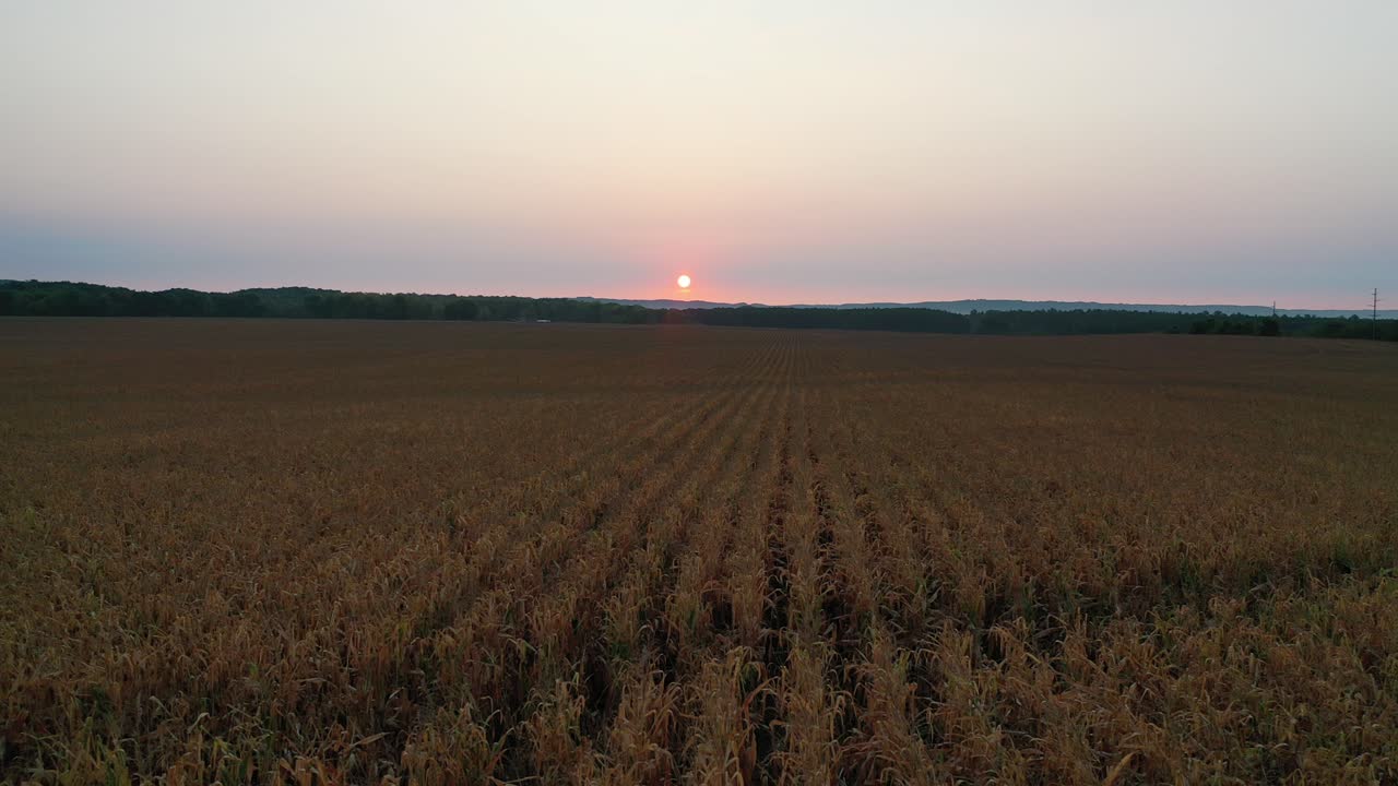puesta de sol sobre un campo de maíz