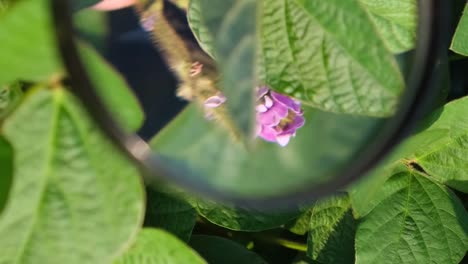 Inspection of Agricultural Plants through a Magnifying Glass Inspection of Agricultural Plants through a Magnifying Glass Agronomic Inspection Soy Closeup