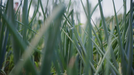 a thicket of cultivated organic onions and chives in a garden.