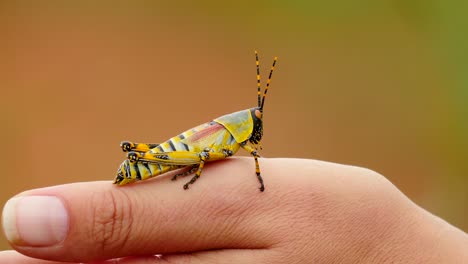 cámara lenta: cierre el saltamontes elegante macho tóxico y colorido da la vuelta en la mano de la mujer caucásica con fondo verde fuera de foco